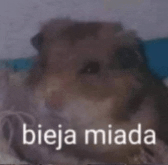 a close up of a hamster with the words „ bieja miada ” written on it .