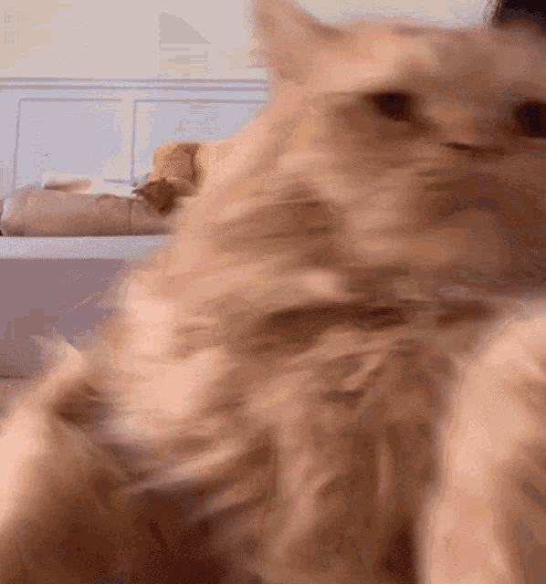 Fluffy Cat GIF - Fluffy Cat Cute GIFs