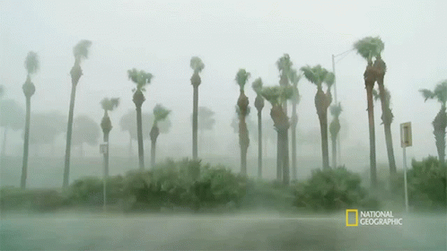 Palm Trees Seagrass And The Ecosystem GIF - Palm Trees Seagrass And The Ecosystem Windy GIFs