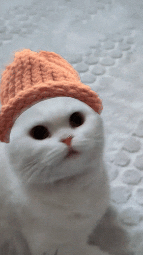 a white cat wearing a orange hat looks at the camera