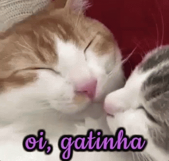 Oi Gatinha / Gatinho Romântico / Apaixonado / Beijos GIF
