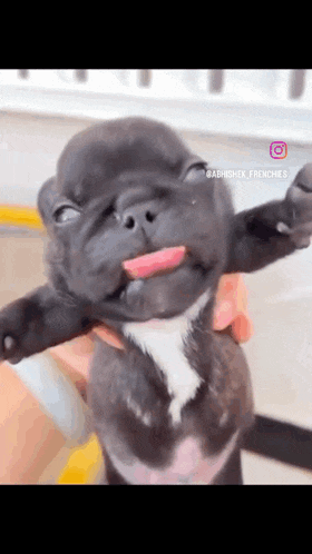a person is holding a puppy with its tongue out .