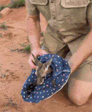 a kangaroo is wrapped in a blue blanket with hearts