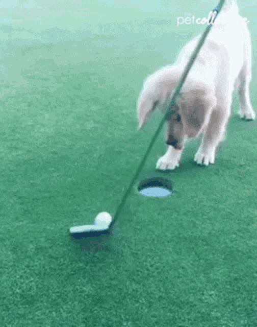a puppy is playing golf with a golf club and a golf ball .