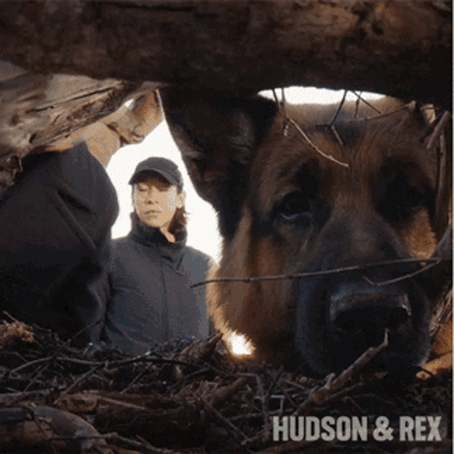 Found It Charlie Hudson GIF - Found It Charlie Hudson Hudson And Rex GIFs