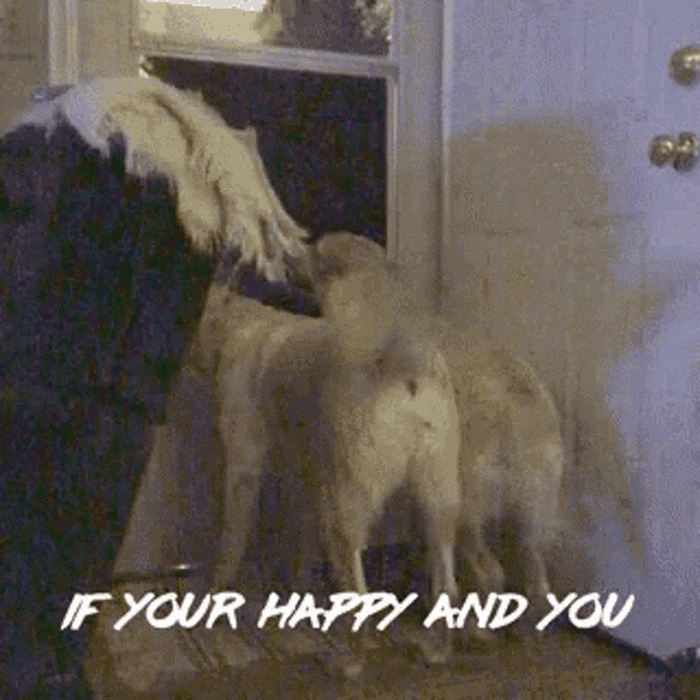 Wagging Tail GIF - Wagging Tail Happy GIFs