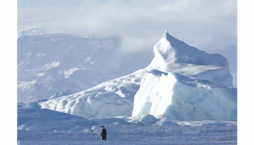 Cruise Antarctic Penguins GIF - Cruise Antarctic Penguins Antartic GIFs