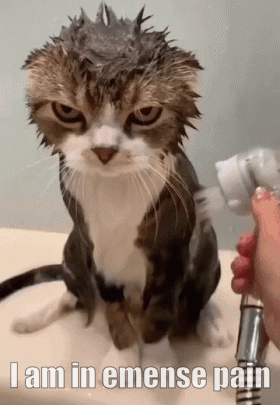 Cat Shower GIF - Cat Shower Wet GIFs