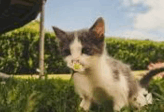a kitten is sitting in the grass eating a flower .