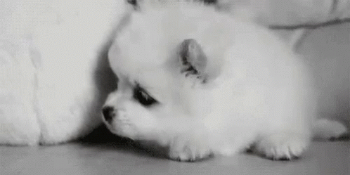 Puppy Dog GIF - Puppy Dog Sad GIFs