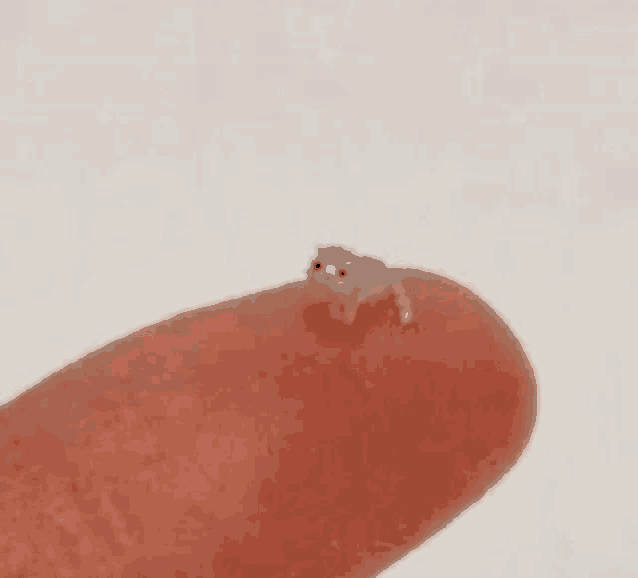 a person is holding a small hamster on their finger .
