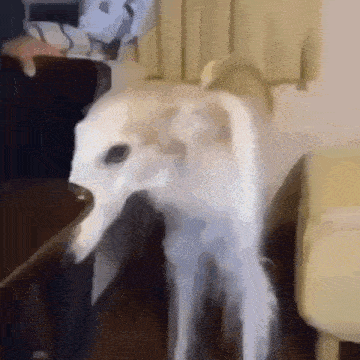 a white dog is standing next to a person in a room and looking at the camera .