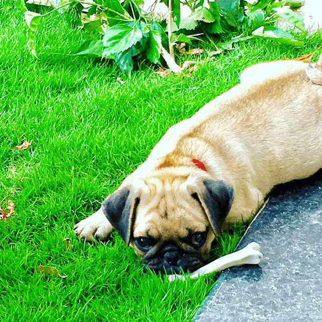 a pug dog is laying on the grass with a bone in its mouth