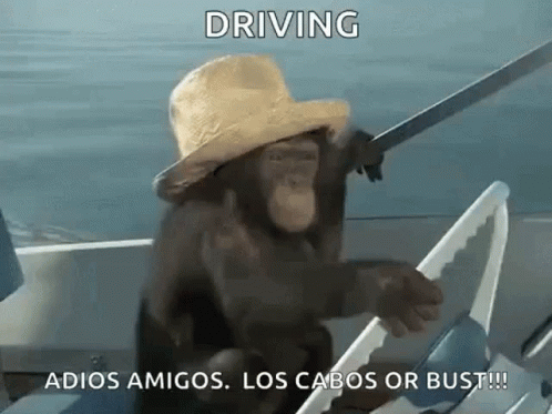 Boat Monkey Driving GIF - Boat Monkey Driving Monkey GIFs