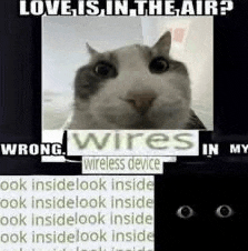 a picture of a cat with the words `` love is in the air ? wrong wires in my wireless device '' .