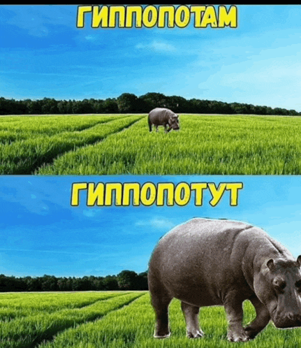 a picture of a hippopotamus in a field with a caption that says " hippopotamus "