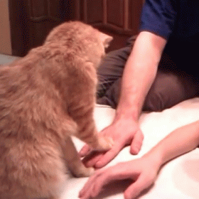 Hold All Your Questions, Please. GIF - Cat Cats Guess GIFs