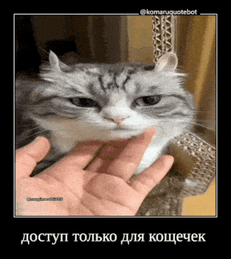a gray and white cat is being petted by a person 's hand in a frame that says komaruquotebot