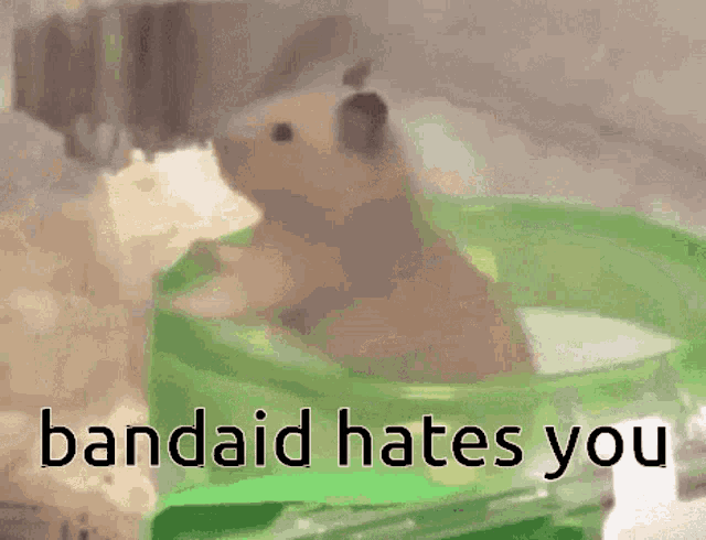 Bandaid Hamster Oldbandaid GIF - Bandaid Hamster Oldbandaid Bandaid Hates You GIFs
