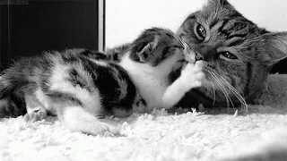 Kittens Hug GIF - Kittens Hug GIFs