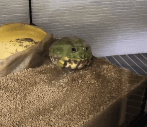 a green and yellow frog is sitting in a pile of dirt