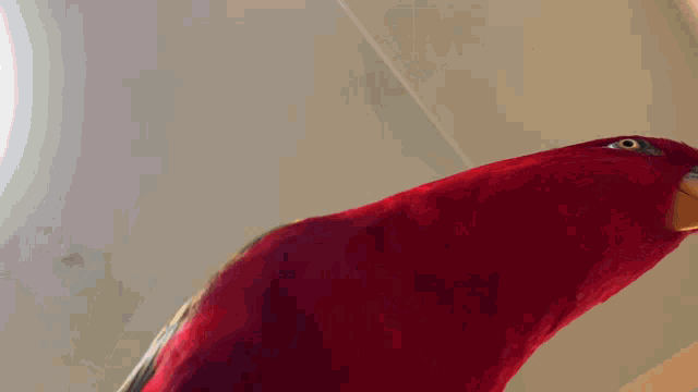 a red parrot is holding two guns in front of it with the word give written above it