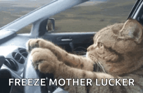 a cat is driving a car with the words " freeze mother lucker " on the bottom