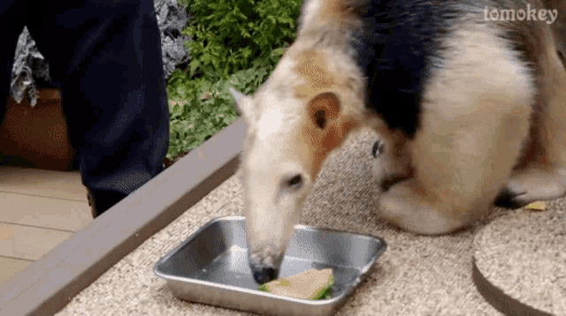 a dog sniffing a piece of food in a metal tray with tomokey written on the bottom right corner