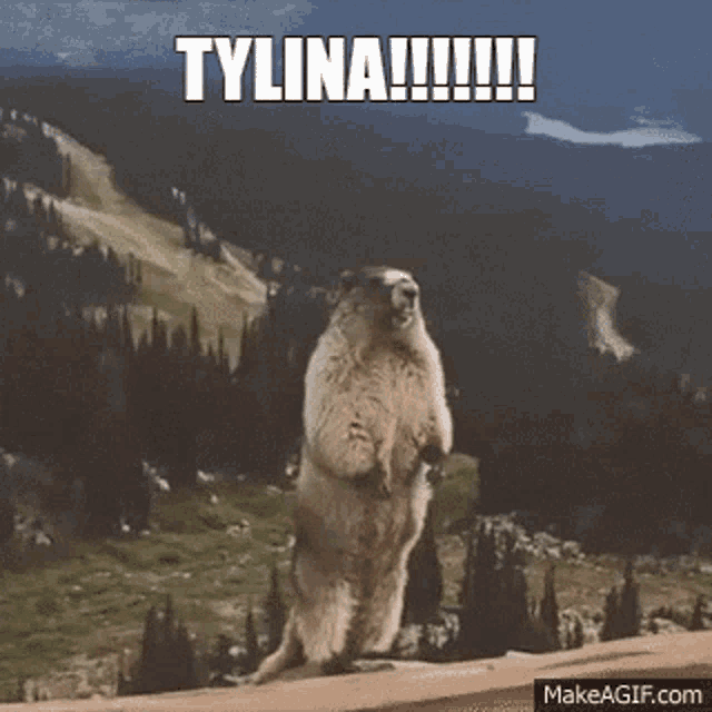 Tylina Tylina Gif GIF - Tylina Tylina Gif Typickle GIFs