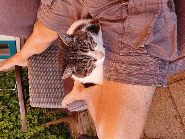 a cat is sitting on a person 's lap