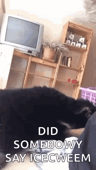 a dog laying on a person 's lap with the words did somebowy say icecweem above it