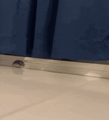 a hamster is running on a tiled floor in front of a blue curtain .