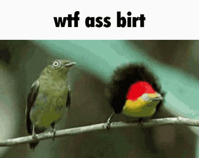 two birds are perched on a branch with the words wtf ass birt above them