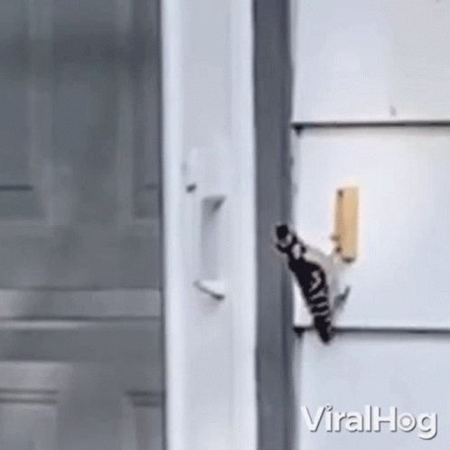 Flying Towards The Door Viralhog GIF - Flying Towards The Door Viralhog Bird Wants To Get In GIFs