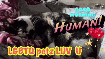a cat is laying on a bed with the words good morning human