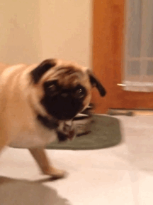 10 GIF - Dog Pug Angry GIFs