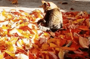 a cat is laying in a pile of autumn leaves .