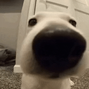 a close up of a dog 's nose looking at the camera in a room .