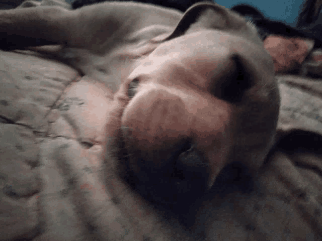 a dog is laying on a bed with its head on the blanket