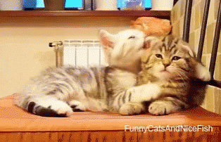Kittens Lick GIF - Kittens Lick Love GIFs