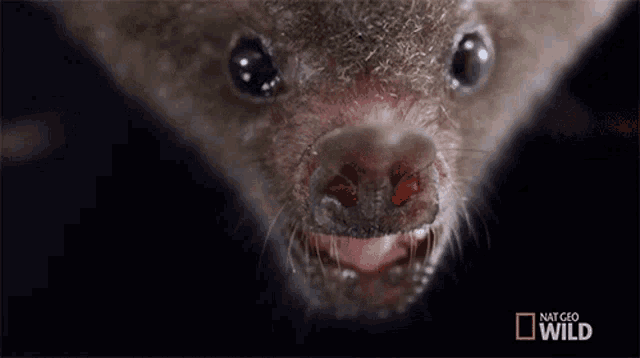 Smelling Lesser Long Nosed Bat GIF - Smelling Lesser Long Nosed Bat Shook GIFs