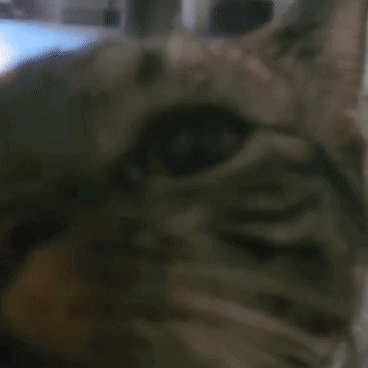 Cat Sniff Sniff Sniff GIF - Cat Sniff Sniff Sniff Sniff GIFs