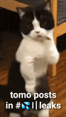 a black and white cat is standing on its hind legs with the words tomo posts in # leaks below it