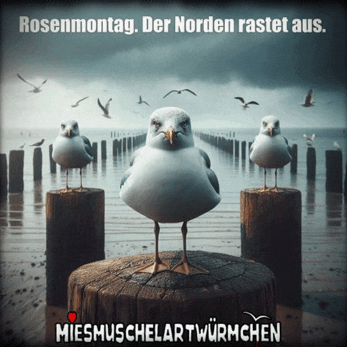several seagulls are standing on a wooden post with the words rosenmontag der norden rastet aus