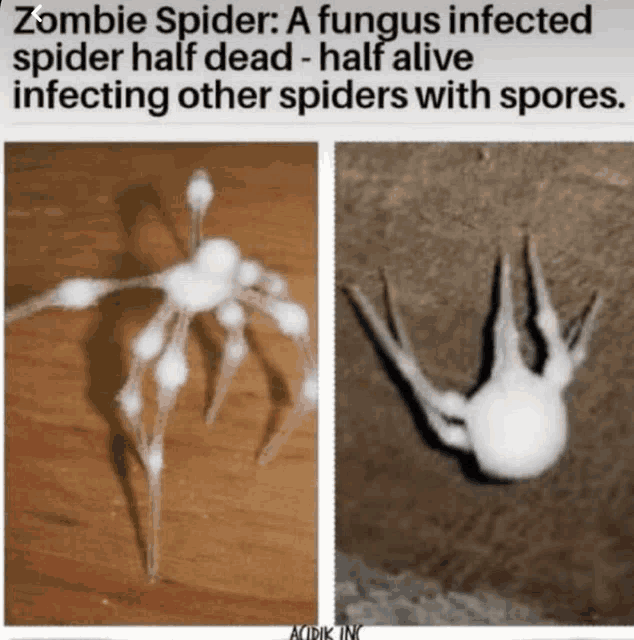 a picture of a zombie spider half dead half alive infecting other spiders with spore