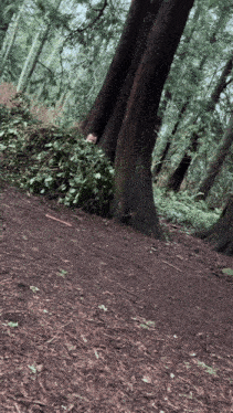 a tree in the middle of a forest with a lot of leaves on the ground