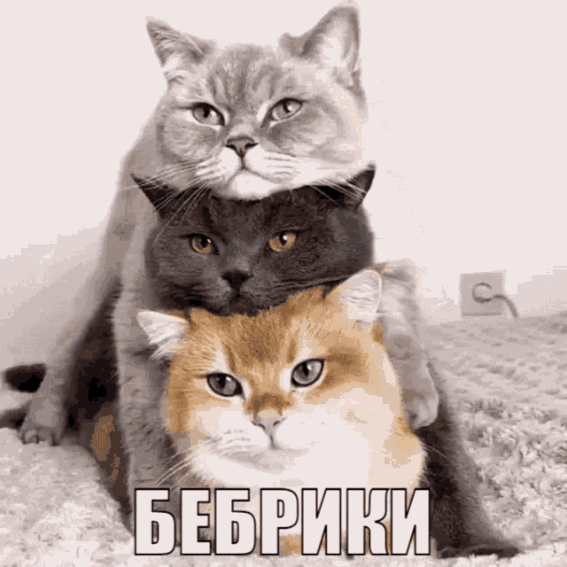 three cats are stacked on top of each other with a caption that says bebrriki