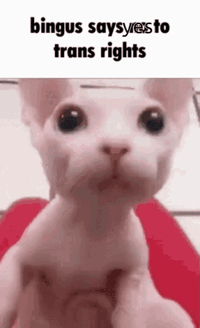 a close up of a cat 's face with the words `` bingus says yes to trans rights '' written above it .