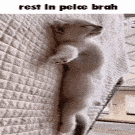 Cat Rip GIF - Cat Rip Rest In Peace GIFs