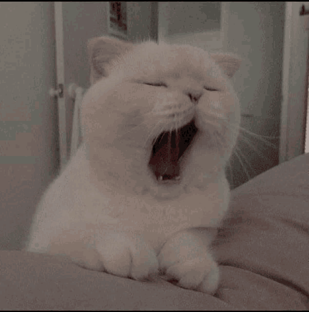 a white cat is yawning with its mouth open .
